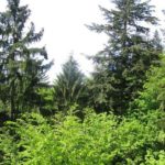 Pure Natur