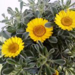 Sonnenanbeter